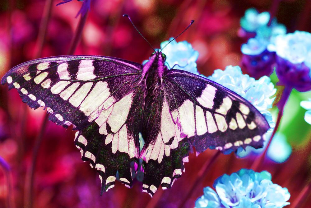 Motýl je krásný ve všech barvách