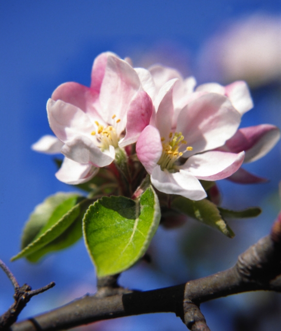 S poklady jara kouzlit umí každá jabloň